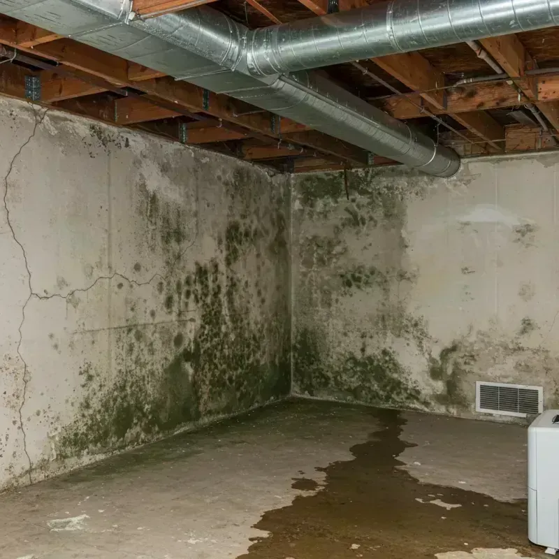 Professional Mold Removal in Chesapeake Beach, MD